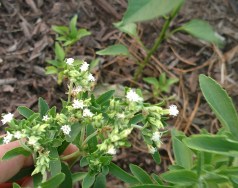 Stevia Flowers, June 2017
