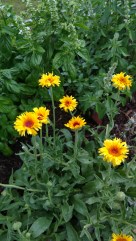 Calendula Flowers, June 2017