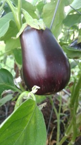 Dark purple Eggplant fruit.