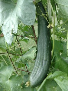 Luffa sponge growing, early-season 2017.