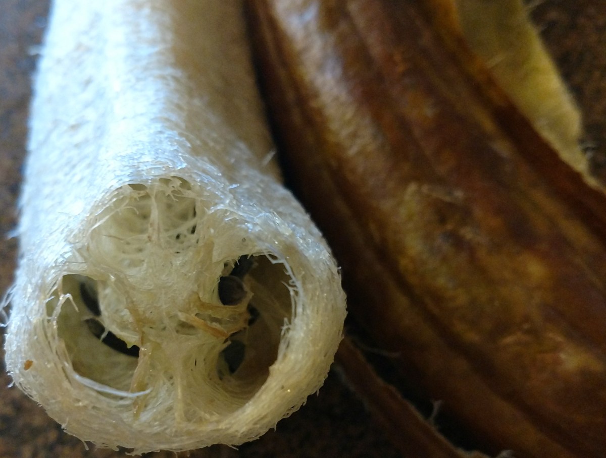 Cross-section of Luffa sponge, dark seeds visible.