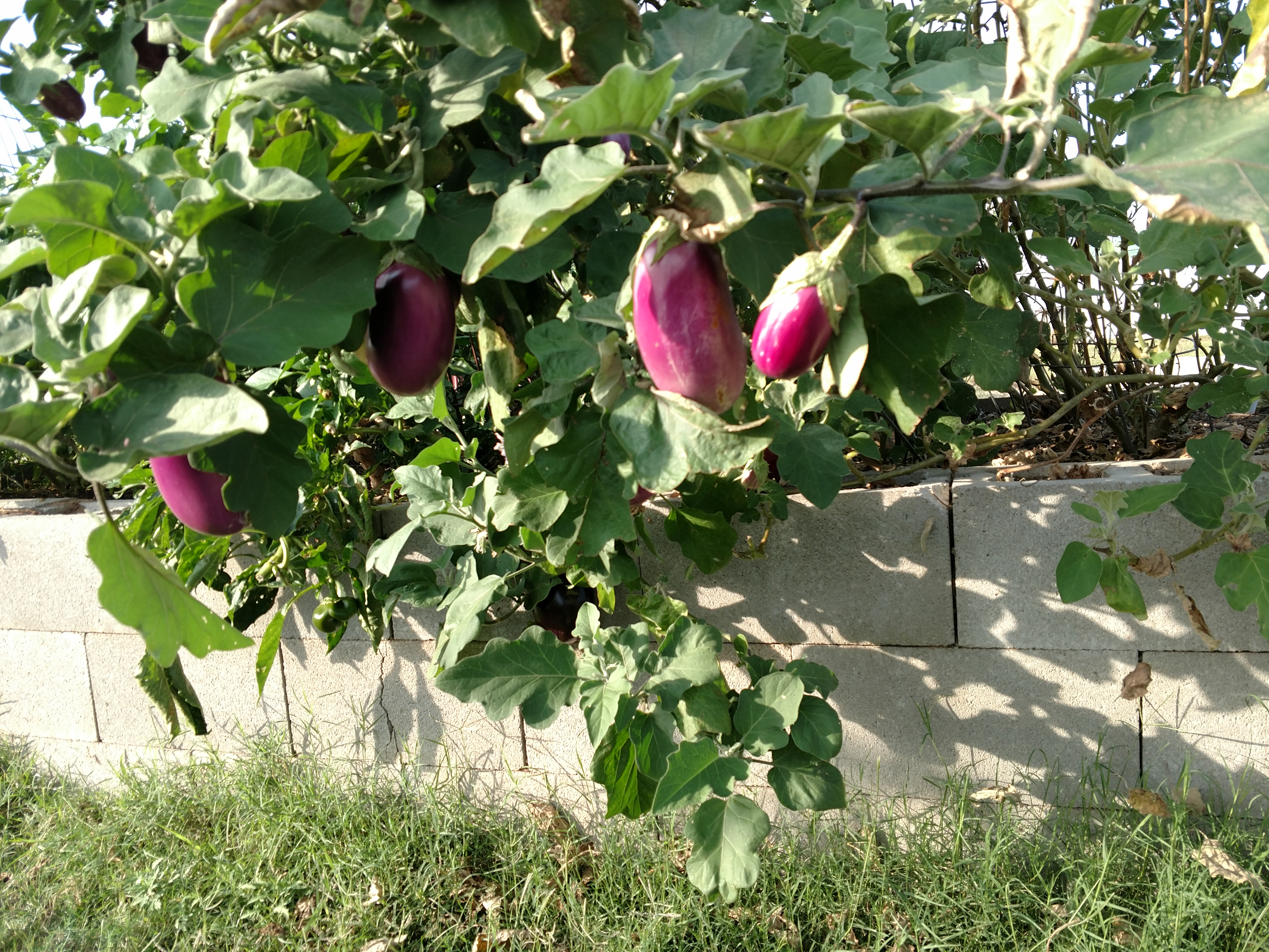 eggplant 0316 var Rosita rareseeds
