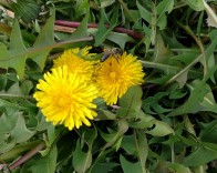 Bee with pollen on Dandelion