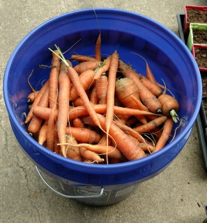 5-gallon bucket filled with freshly picked carrots