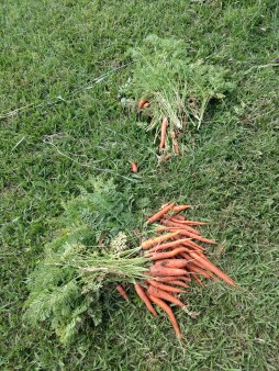 Larger and smaller carrots sorted on the ground, in the grass.