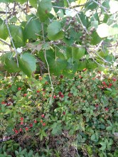 Dewberries and Mustang Grapes.