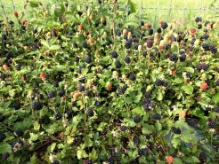 Dewberries ripening on the vine.