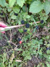 Dewberries ripening on the vine.