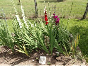 Wind Blown Gladiolas Growing