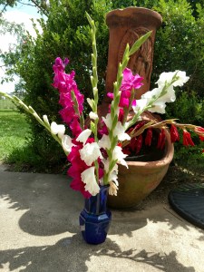 Gladiolas for cut flowers