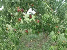 Ripe Peaches still on the tree, July 3, 2018
