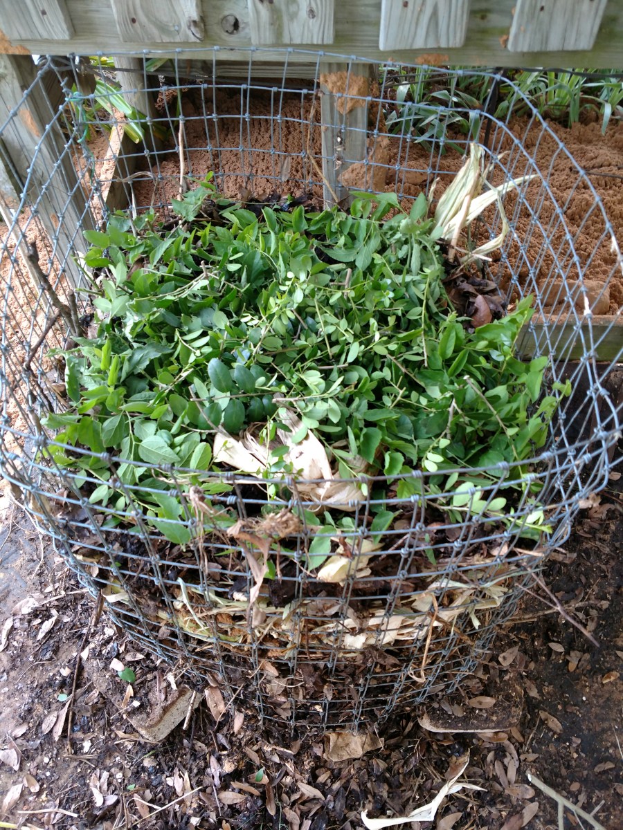 Green layer of plant material in wire bin