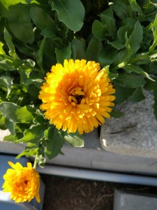 Calendula officinalis, yellow flowers with green foliage